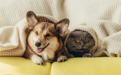 Looking for a Recession- and Inflation-Proof Investment? Consider a Pet Care Franchise!