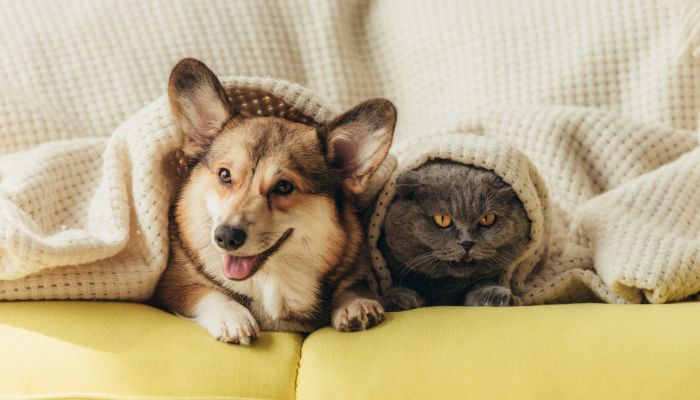 Looking for a Recession- and Inflation-Proof Investment? Consider a Pet Care Franchise!